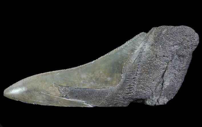 Fossil Megalodon Tooth Paper Weight #66216